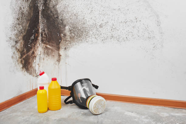 Cambridge, OH Mold Removal Company
