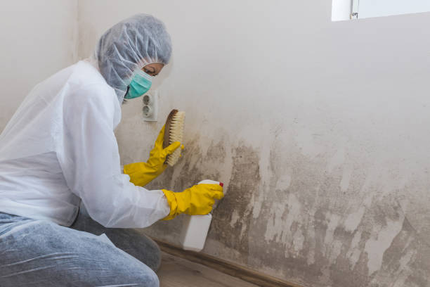 Mold Removal and Inspection in Cambridge, OH