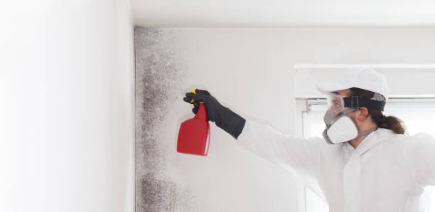 Best Best Mold Removal Companies  in Cambridge, OH
