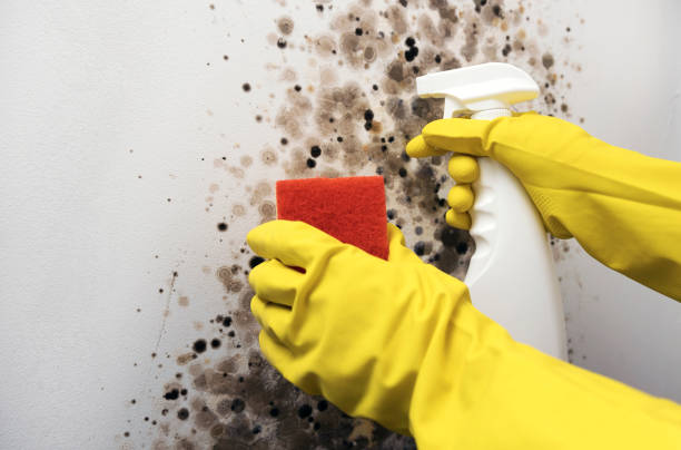 Best Toxic Mold Removal  in Cambridge, OH