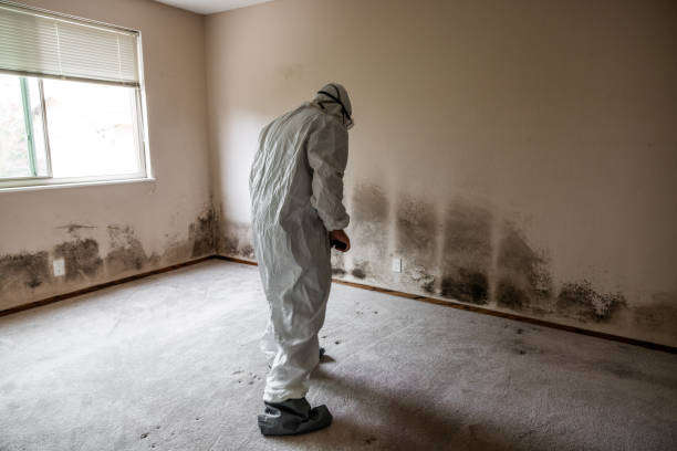 Best Local Mold Removal Service  in Cambridge, OH